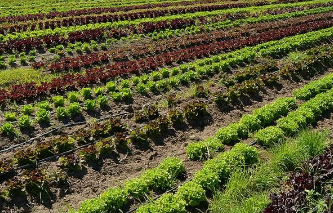 Soil cultivation and planting