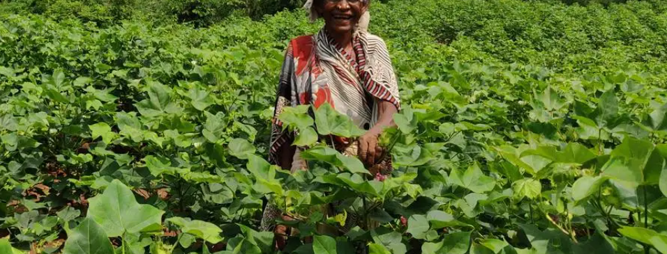 Healthy organic crops