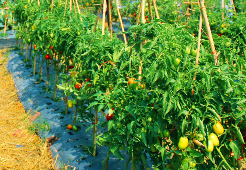 Sustainable farming landscape